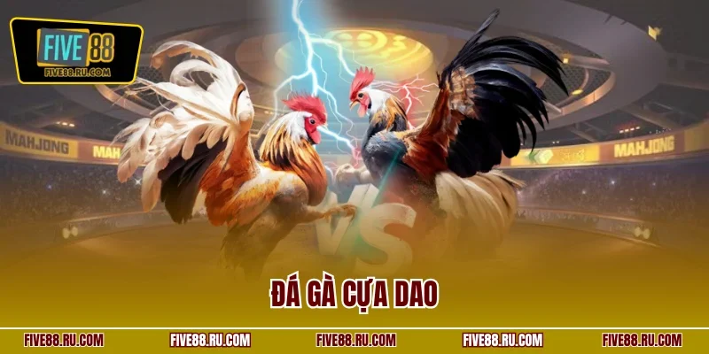 Đá gà cựa dao