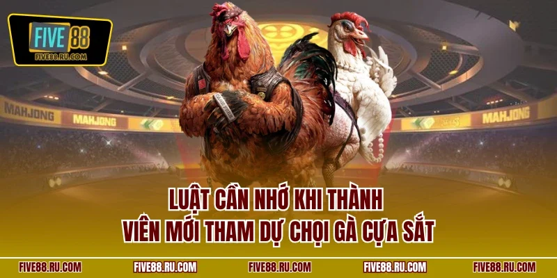 Luật cần nhớ khi thành viên mới tham dự chọi gà cựa sắt