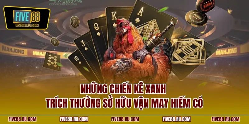 Những chiến kê xanh trích thường sở hữu vận may hiếm có