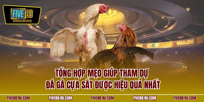 Tổng hợp mẹo giúp tham dự đá gà cựa sắt được hiệu quả nhất